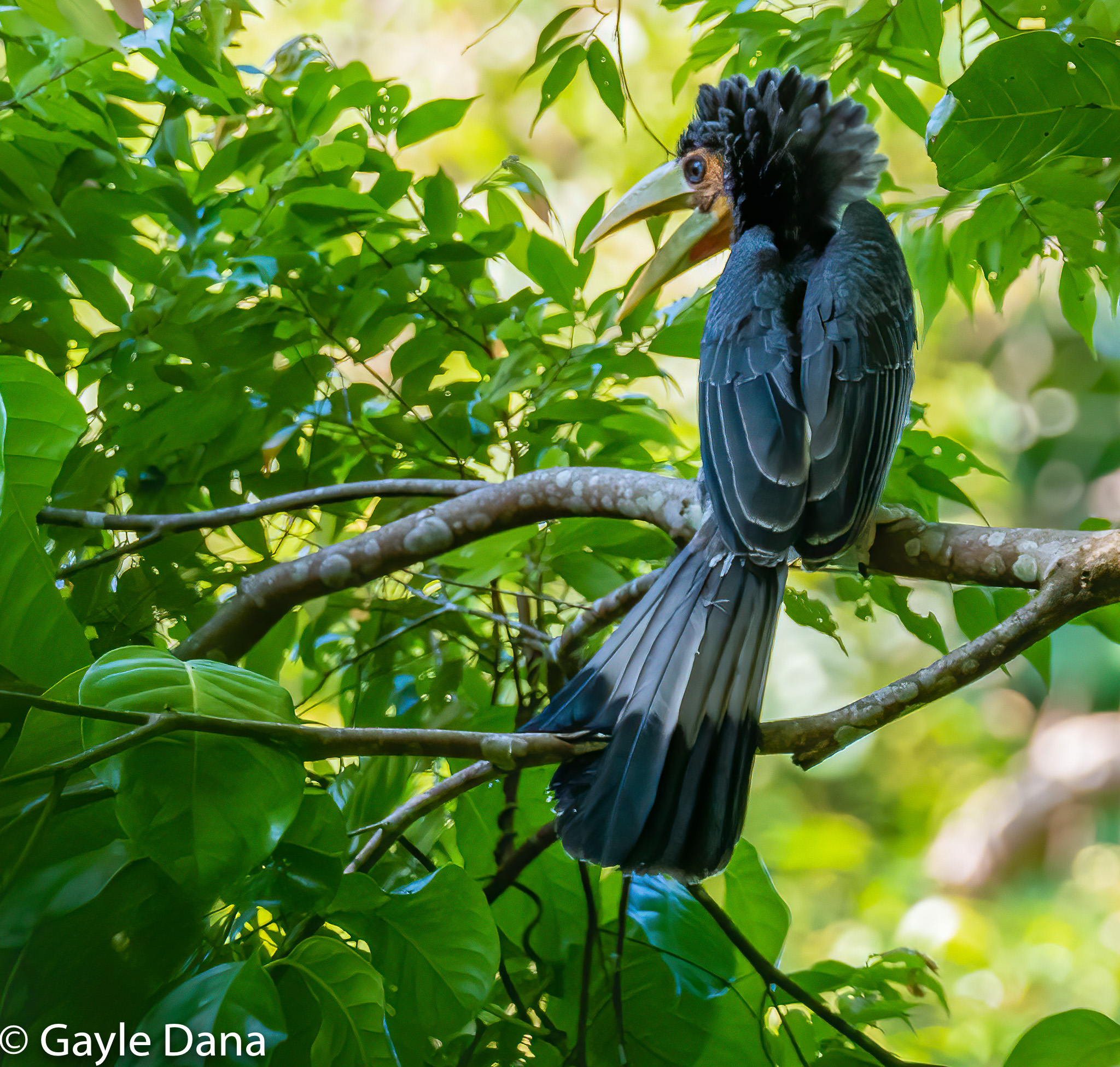 Bushy crested baby squawking